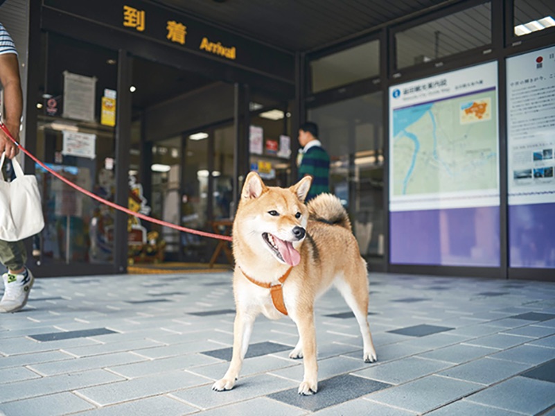 柴犬の画像